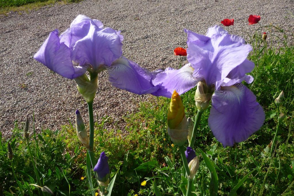 Maison D'Hotes Les Coquelicots Живерни Номер фото